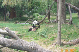 Washington DC - Panda Bear at National Zoo